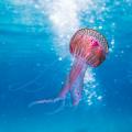 jelly