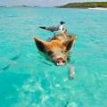 pig
